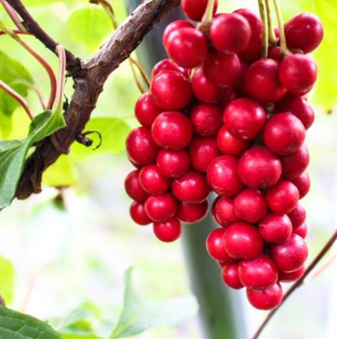 Schisandra chinensis - Cereja dos 5 Sabores (Wu-Wei-Zi), Magnolia Berry, Limonnik, Uva Vermelha - Imagem 2