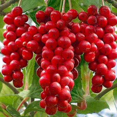 Schisandra chinensis - Cereja dos 5 Sabores (Wu-Wei-Zi), Magnolia Berry, Limonnik, Uva Vermelha