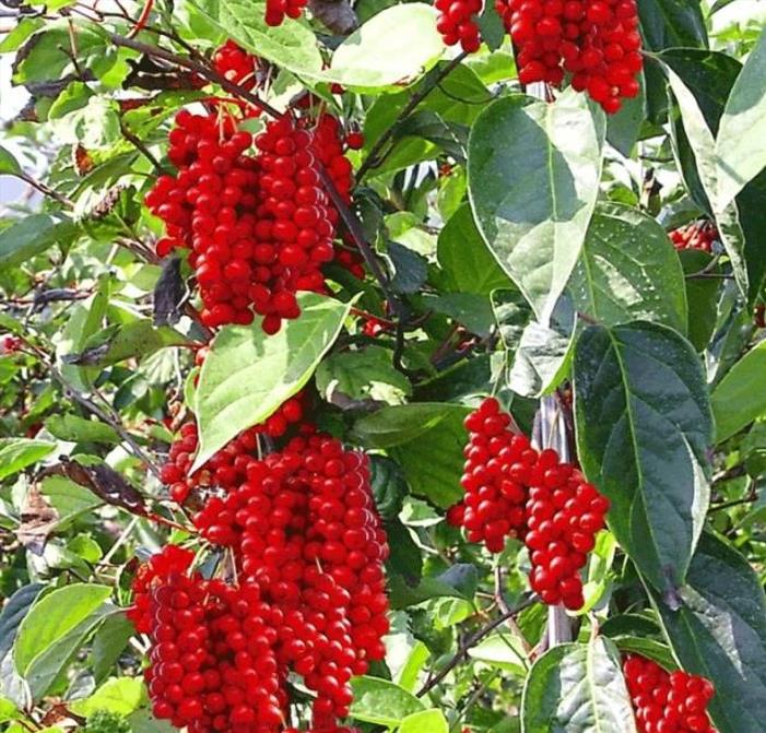 Schisandra chinensis - Cereja dos 5 Sabores (Wu-Wei-Zi), Magnolia Berry, Limonnik, Uva Vermelha - Imagem 3