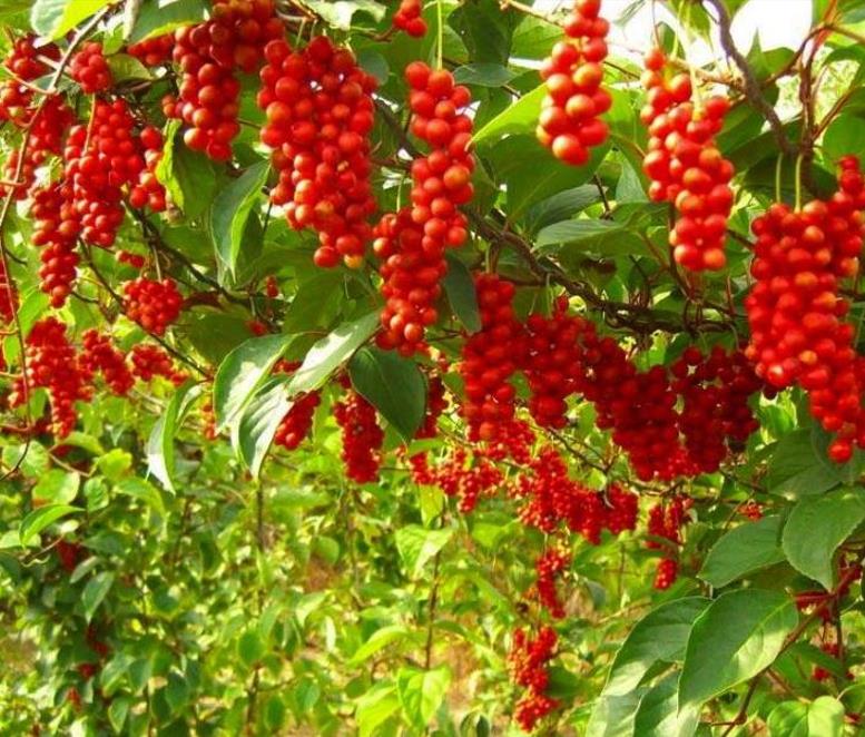 Schisandra chinensis - Cereja dos 5 Sabores (Wu-Wei-Zi), Magnolia Berry, Limonnik, Uva Vermelha - Imagem 4