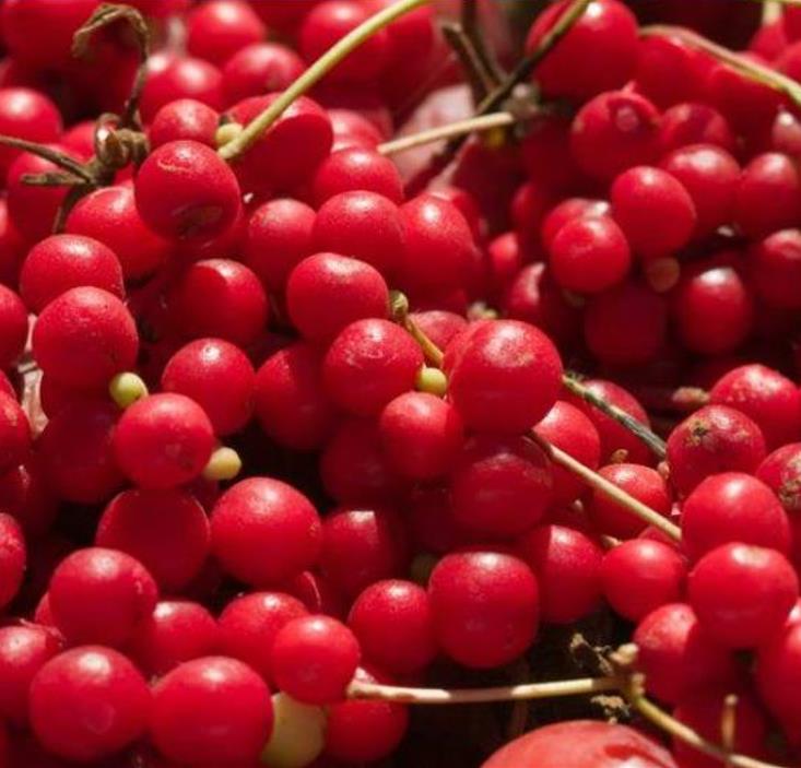 Schisandra chinensis - Cereja dos 5 Sabores (Wu-Wei-Zi), Magnolia Berry, Limonnik, Uva Vermelha - Imagem 5