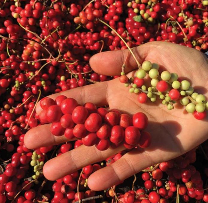Schisandra chinensis - Cereja dos 5 Sabores (Wu-Wei-Zi), Magnolia Berry, Limonnik, Uva Vermelha - Imagem 6