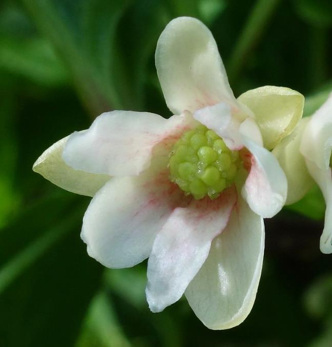 Schisandra chinensis - Cereja dos 5 Sabores (Wu-Wei-Zi), Magnolia Berry, Limonnik, Uva Vermelha - Imagem 7