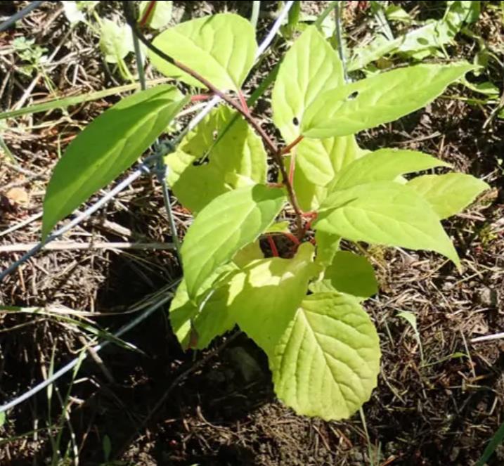 Schisandra chinensis - Cereja dos 5 Sabores (Wu-Wei-Zi), Magnolia Berry, Limonnik, Uva Vermelha - Imagem 9