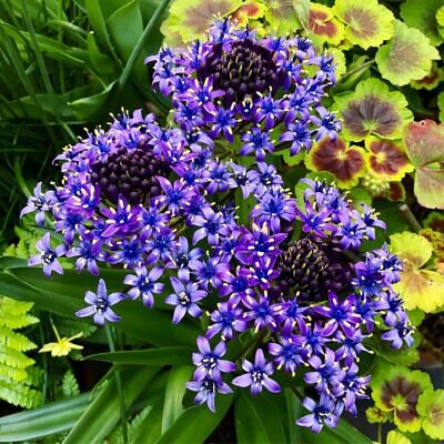 Scilla peruviana - Lirio do Caribe, Estrela do Peru, Lírio Cubano, Jacinto de Portugal