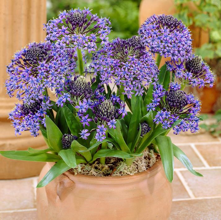 Scilla peruviana - Lirio do Caribe, Estrela do Peru, Lírio Cubano, Jacinto de Portugal - Imagem 7