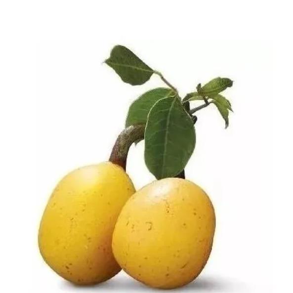 Sclerocarya birrea ssp. Caffra - Marula, Amarula, Árvore fruto do licor de Amarula - Imagem 2