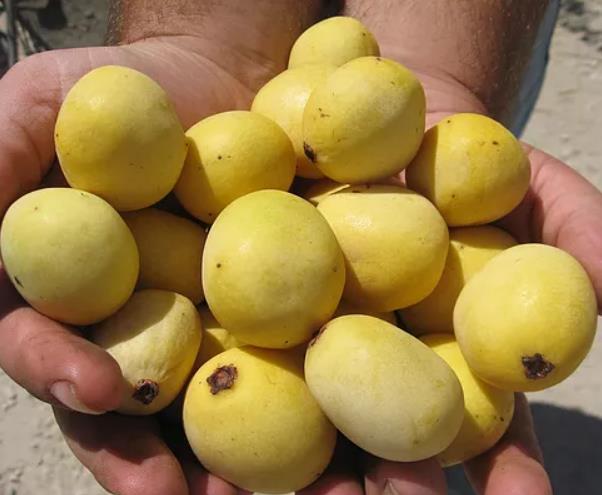 Sclerocarya birrea ssp. Caffra - Marula, Amarula, Árvore fruto do licor de Amarula - Imagem 4