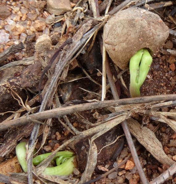 Sclerocarya birrea ssp. Caffra - Marula, Amarula, Árvore fruto do licor de Amarula - Imagem 7