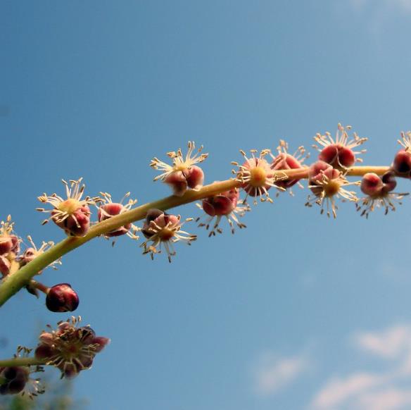 Sclerocarya birrea ssp. Caffra - Marula, Amarula, Árvore fruto do licor de Amarula - Imagem 8