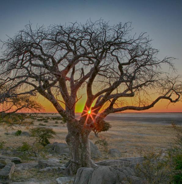 Sclerocarya birrea ssp. Caffra - Marula, Amarula, Árvore fruto do licor de Amarula - Imagem 9