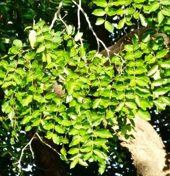 Sclerocarya birrea ssp. Caffra - Marula, Amarula, Árvore fruto do licor de Amarula - Imagem 10