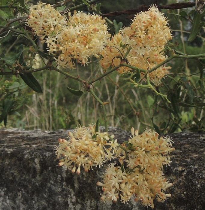 Smilax aspera - Salsaparrilha, Trepadeira Salsaparrilha, Zarzaparilla, Alegria do Campo - Imagem 3