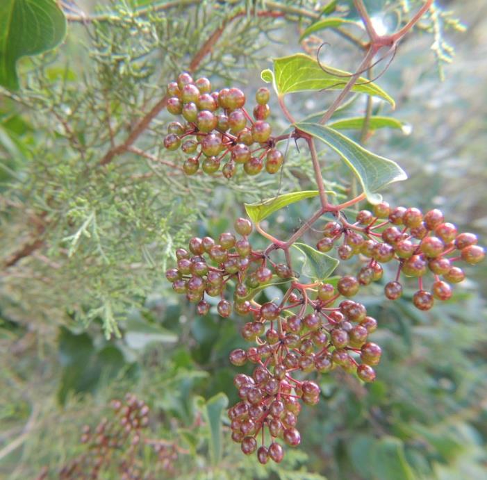 Smilax aspera - Salsaparrilha, Trepadeira Salsaparrilha, Zarzaparilla, Alegria do Campo - Imagem 4