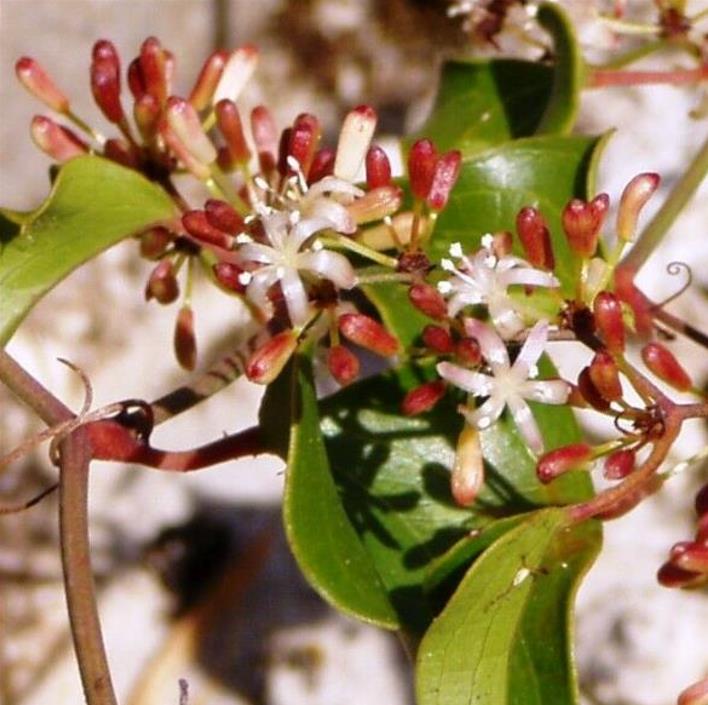 Smilax aspera - Salsaparrilha, Trepadeira Salsaparrilha, Zarzaparilla, Alegria do Campo - Imagem 7