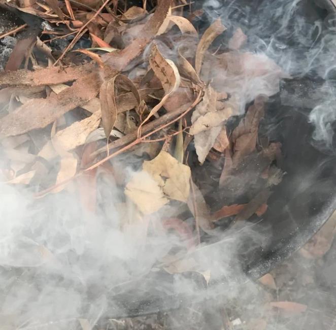 Smoke Seed Primer Plus - Super Smoke Plus (Disco de Fumaça para Germinação) - Disco de Fumaça para tratamento e quebra de dormência em sementes - Imagem 2