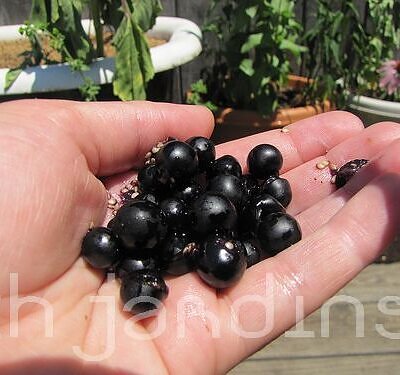 Solanum burbankii - Cereja Maravilha, Cereja do Sol, Wonderberry, Sunberry