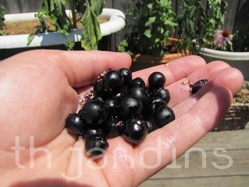 Solanum burbankii - Cereja Maravilha, Cereja do Sol, Wonderberry, Sunberry - Imagem 2