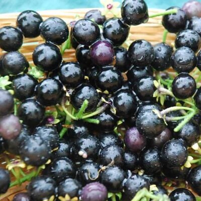 Solanum burbankii - Cereja Maravilha, Cereja do Sol, Wonderberry, Sunberry