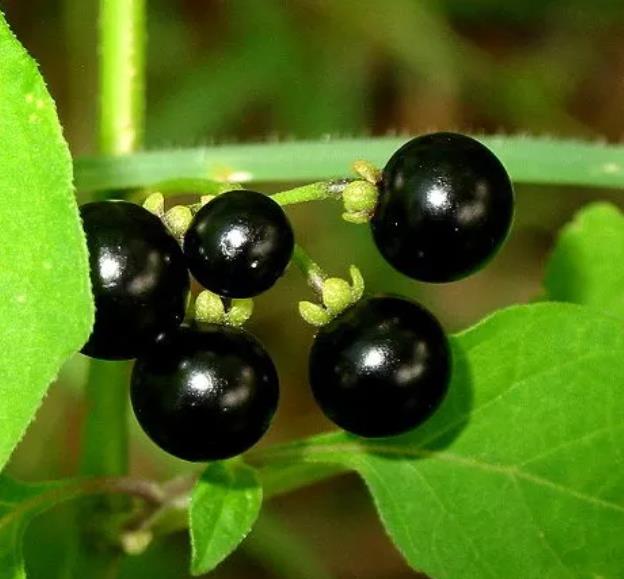 Solanum burbankii - Cereja Maravilha, Cereja do Sol, Wonderberry, Sunberry - Imagem 7