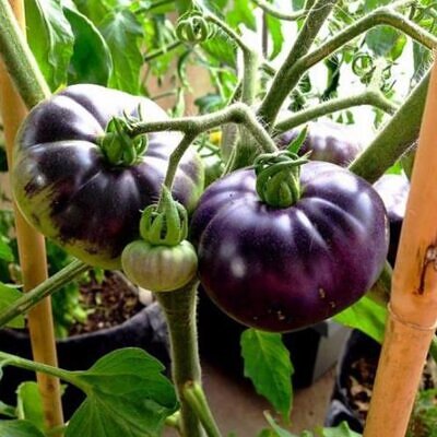 Solanum lycopersicon Blue beauty - Tomate azul Brad Gates, Tomate Beleza Azul,  Tomate Blue Beauty