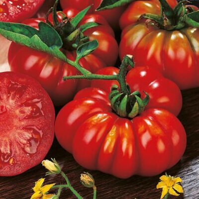Solanum lycopersicon Costoluto genovese (Orgânico) -  Tomate Costoluto Fiorentino