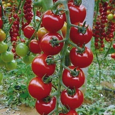 Solanum lycopersicon Pimpinellifolium C.O. (Certificação orgânica) - Tomate Groselha, Tomate cereja selvagem