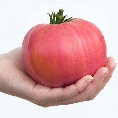 Solanum lycopersicon Rose de Berne - Tomate Rosado de Berna, Tomate Rosa da Suíça, Tomate Rose de Berne