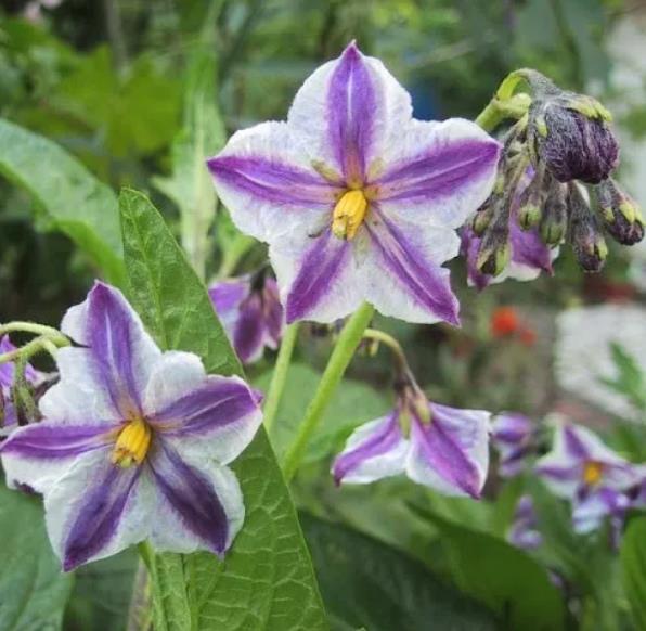Solanum muricatum - Melão-Pera, Melão Andino, Melão dos Andes, Pepino doce - Imagem 2