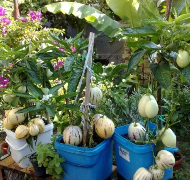 Solanum muricatum - Melão-Pera, Melão Andino, Melão dos Andes, Pepino doce - Imagem 3