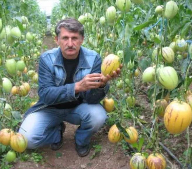 Solanum muricatum - Melão-Pera, Melão Andino, Melão dos Andes, Pepino doce - Imagem 4