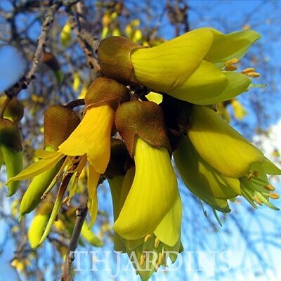 Sophora tetraptera - Kowhai, Árvore Laburnum da Nova Zelândia