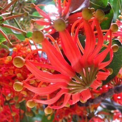 Stenocarpus sinuatus - Árvore Roda de Fogo, Árvore do Rotary, Firewheel Tree