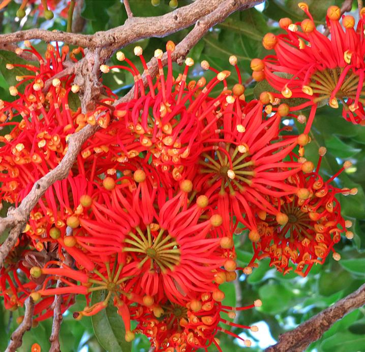 Stenocarpus sinuatus - Árvore Roda de Fogo, Árvore do Rotary, Firewheel Tree - Imagem 2