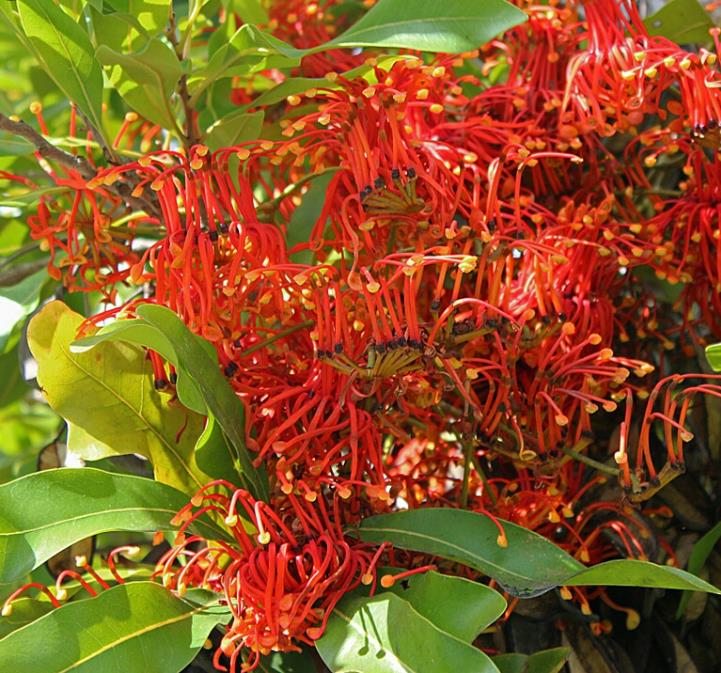 Stenocarpus sinuatus - Árvore Roda de Fogo, Árvore do Rotary, Firewheel Tree - Imagem 3
