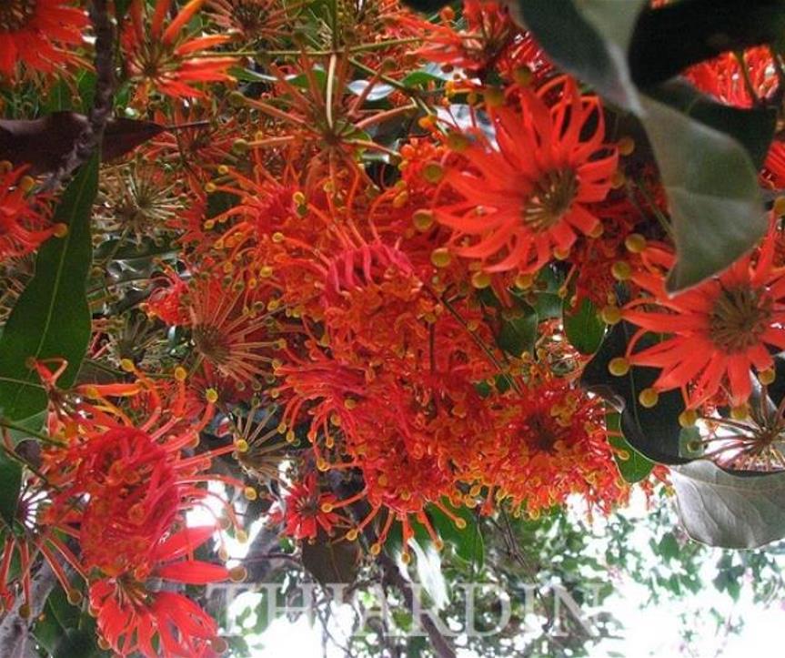 Stenocarpus sinuatus - Árvore Roda de Fogo, Árvore do Rotary, Firewheel Tree - Imagem 4