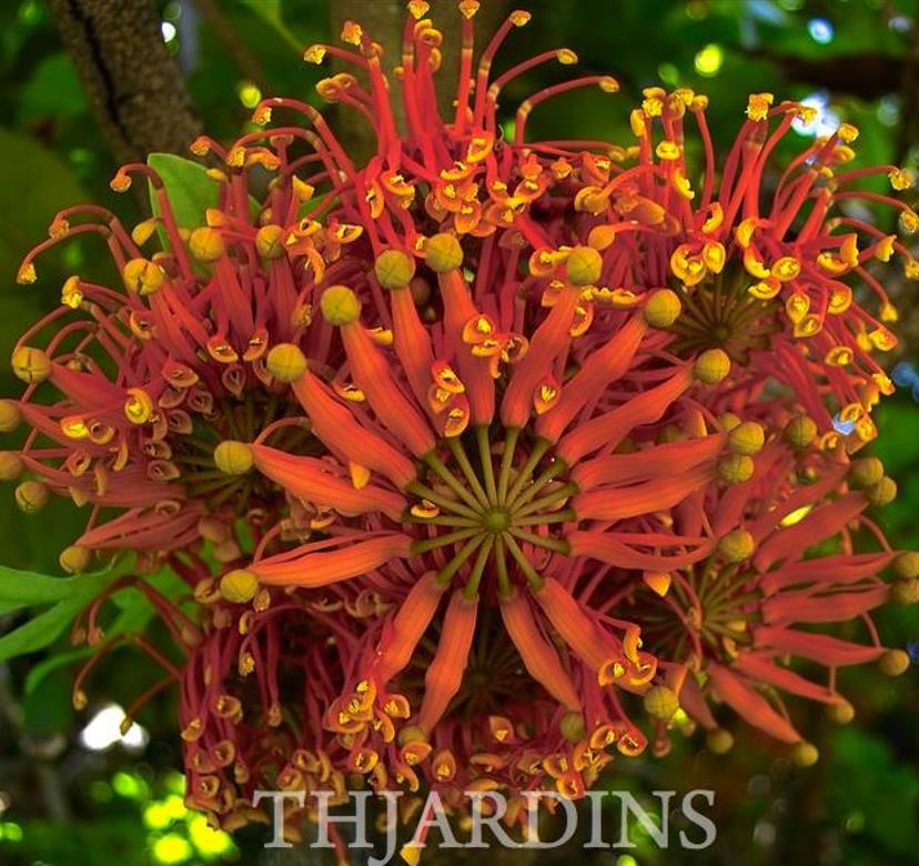 Stenocarpus sinuatus - Árvore Roda de Fogo, Árvore do Rotary, Firewheel Tree - Imagem 5
