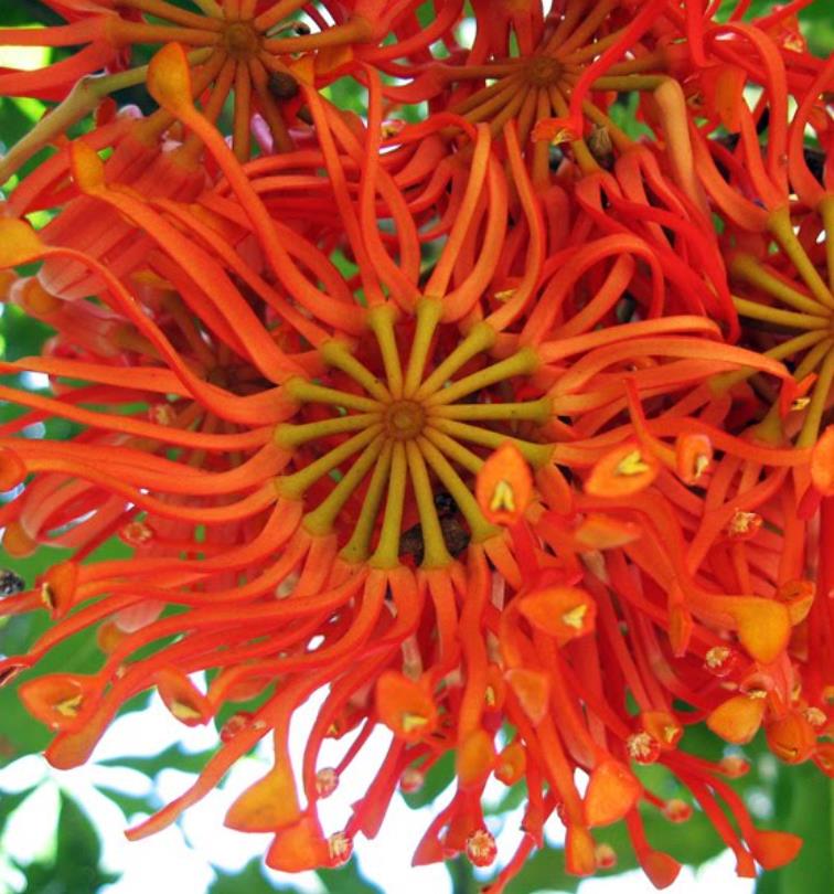 Stenocarpus sinuatus - Árvore Roda de Fogo, Árvore do Rotary, Firewheel Tree - Imagem 6