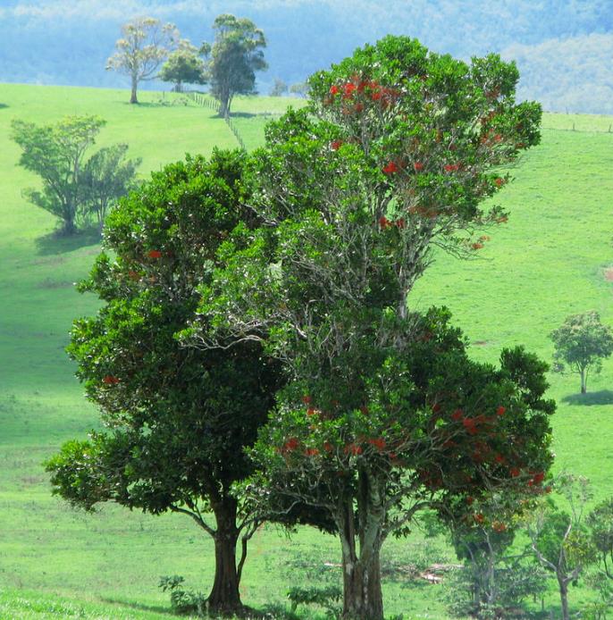 Stenocarpus sinuatus - Árvore Roda de Fogo, Árvore do Rotary, Firewheel Tree - Imagem 7