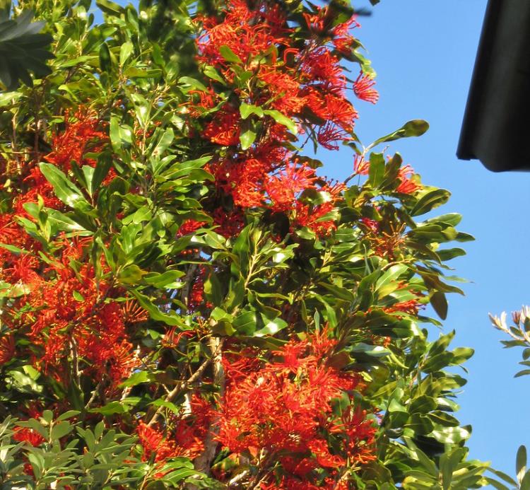 Stenocarpus sinuatus - Árvore Roda de Fogo, Árvore do Rotary, Firewheel Tree - Imagem 9