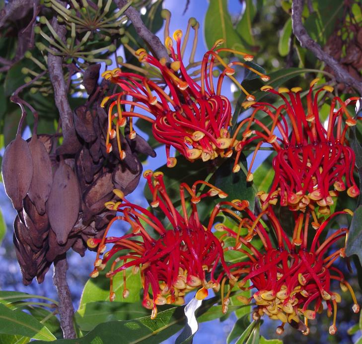 Stenocarpus sinuatus - Árvore Roda de Fogo, Árvore do Rotary, Firewheel Tree - Imagem 10