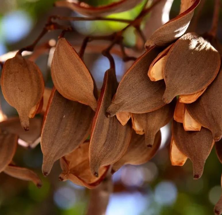Stenocarpus sinuatus - Árvore Roda de Fogo, Árvore do Rotary, Firewheel Tree - Imagem 11
