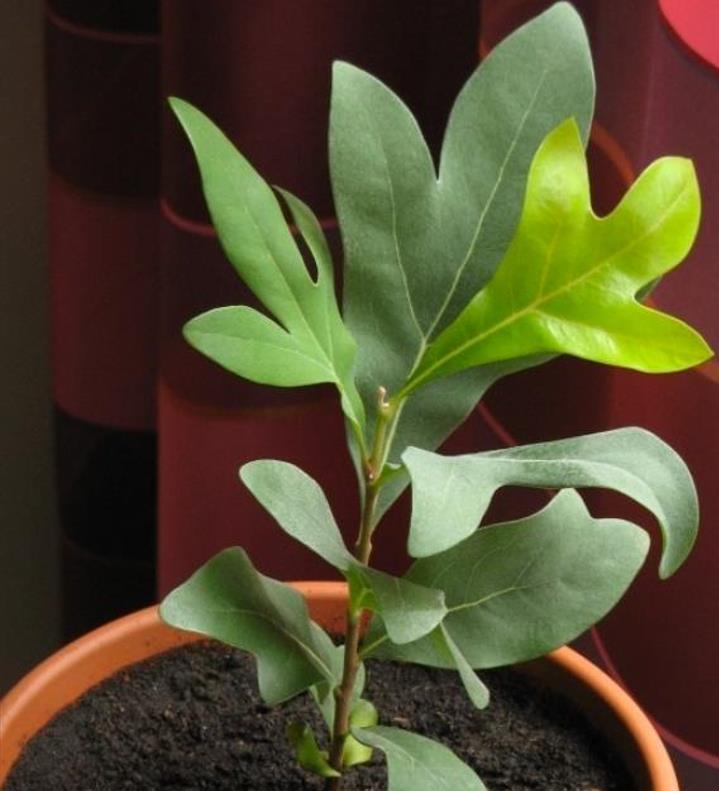 Stenocarpus sinuatus - Árvore Roda de Fogo, Árvore do Rotary, Firewheel Tree - Imagem 12