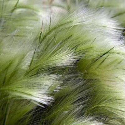 Stipa tenuissima (Nassella tenuissima) - Grama Rabo de Cavalo, Grama Cabelo dos Anjos, Grama de Pena Mexicana, Ponytails