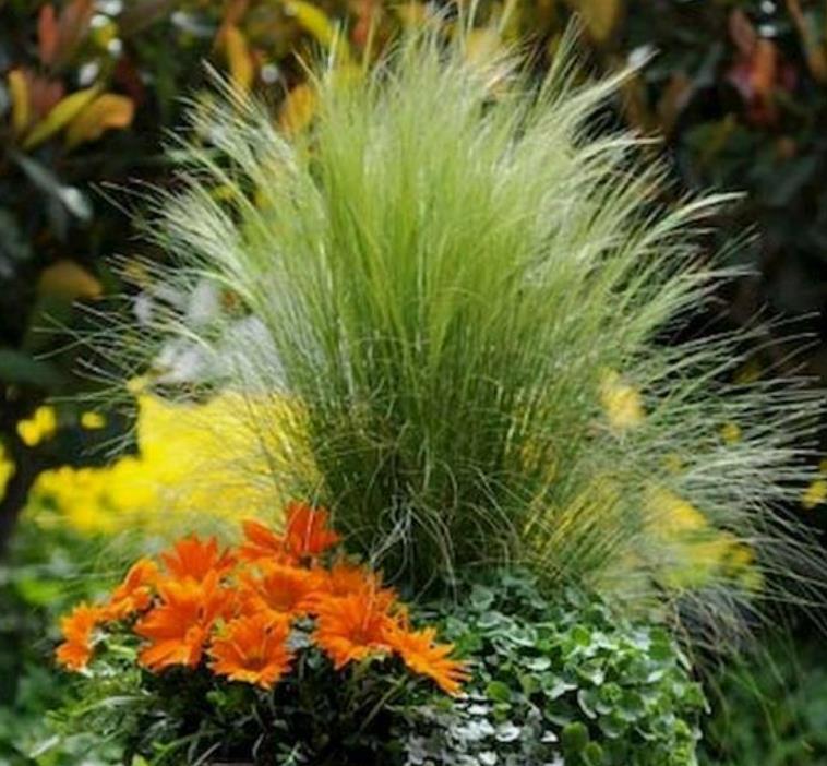 Stipa tenuissima (Nassella tenuissima) - Grama Rabo de Cavalo, Grama Cabelo dos Anjos, Grama de Pena Mexicana, Ponytails - Imagem 2