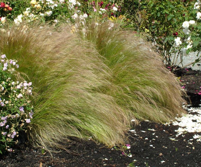 Stipa tenuissima (Nassella tenuissima) - Grama Rabo de Cavalo, Grama Cabelo dos Anjos, Grama de Pena Mexicana, Ponytails - Imagem 4