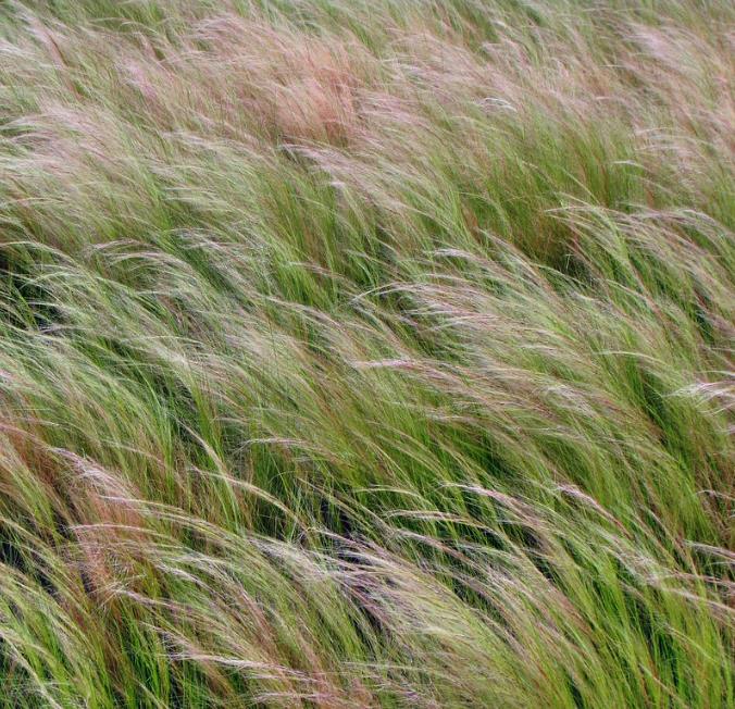 Stipa tenuissima (Nassella tenuissima) - Grama Rabo de Cavalo, Grama Cabelo dos Anjos, Grama de Pena Mexicana, Ponytails - Imagem 5