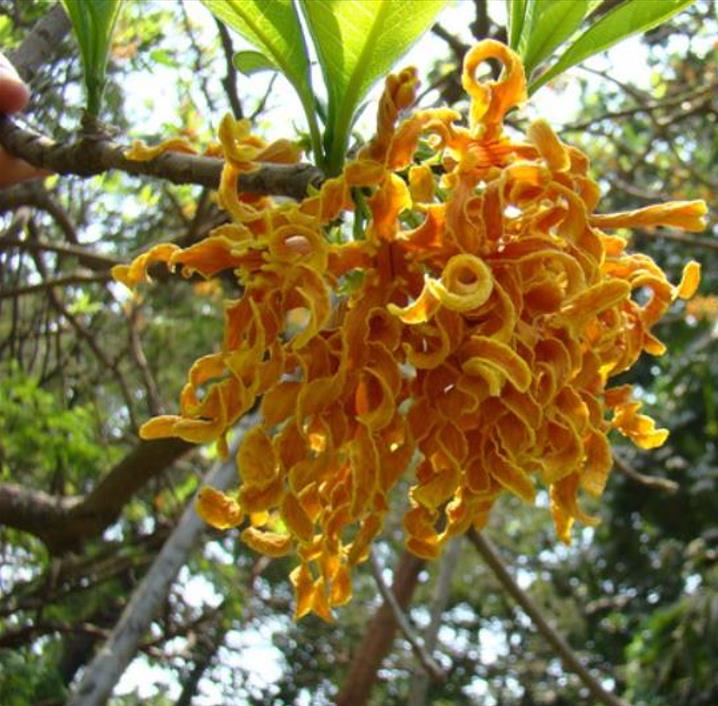 Strophanthus boivinii - Flor saca-rolhas de Madagascar, Flor de Aparas de Madeira, Estrofanto - Imagem 2