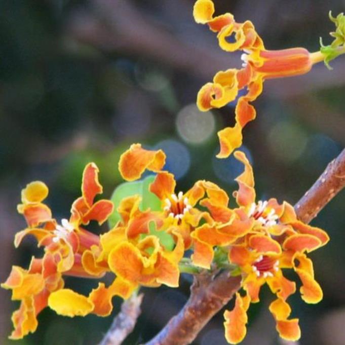 Strophanthus boivinii - Flor saca-rolhas de Madagascar, Flor de Aparas de Madeira, Estrofanto - Imagem 3