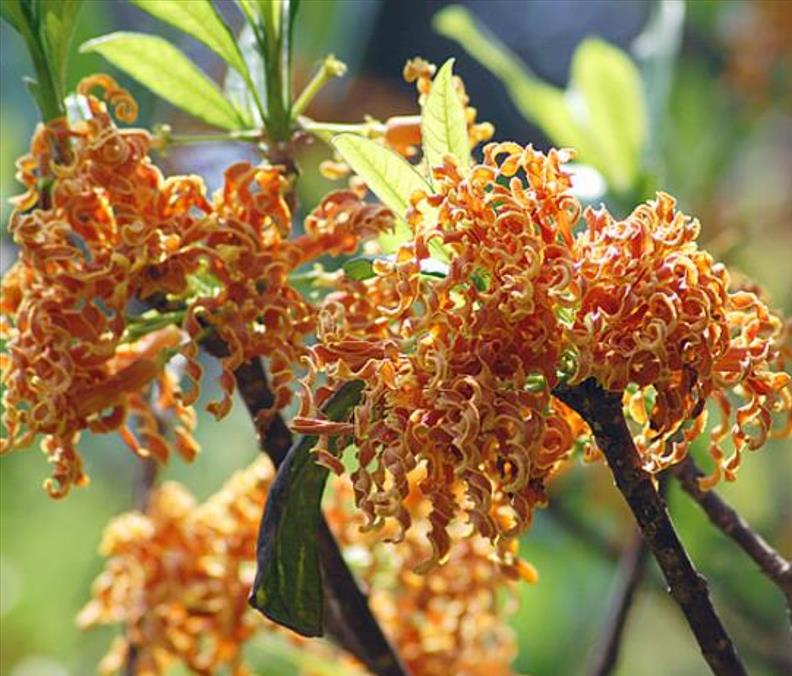 Strophanthus boivinii - Flor saca-rolhas de Madagascar, Flor de Aparas de Madeira, Estrofanto - Imagem 5